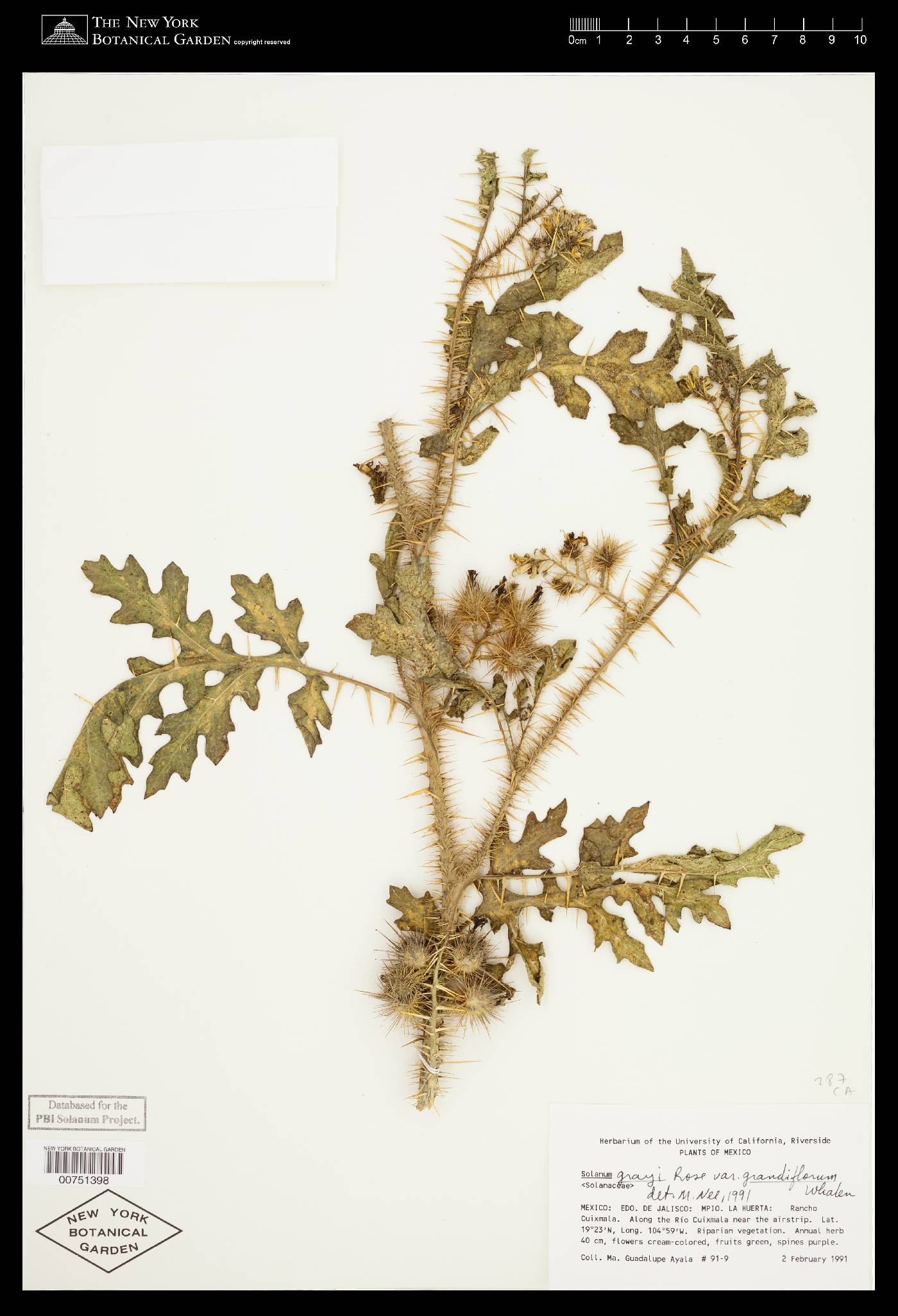 Solanum grayi image