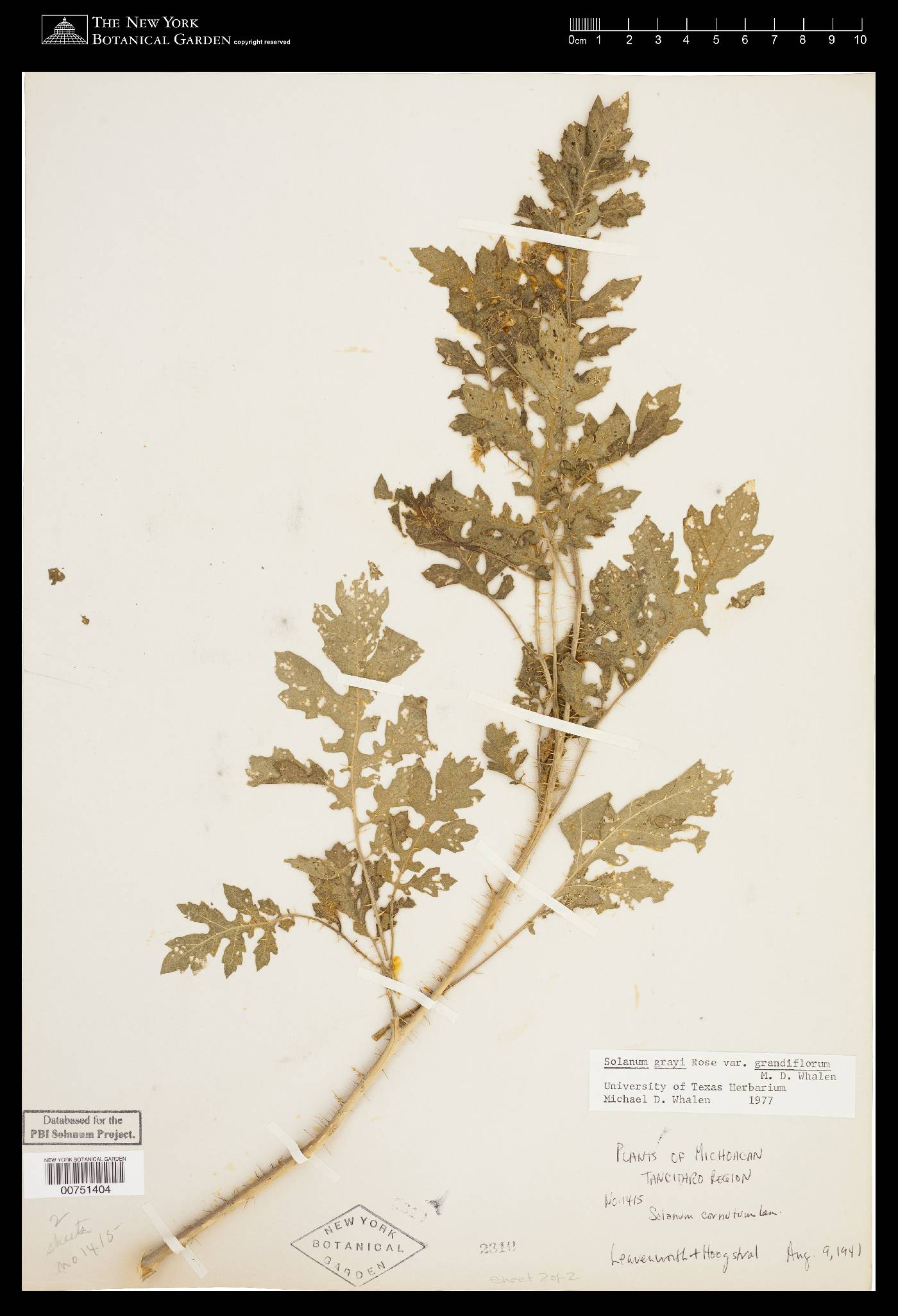 Solanum grayi var. grandiflorum image