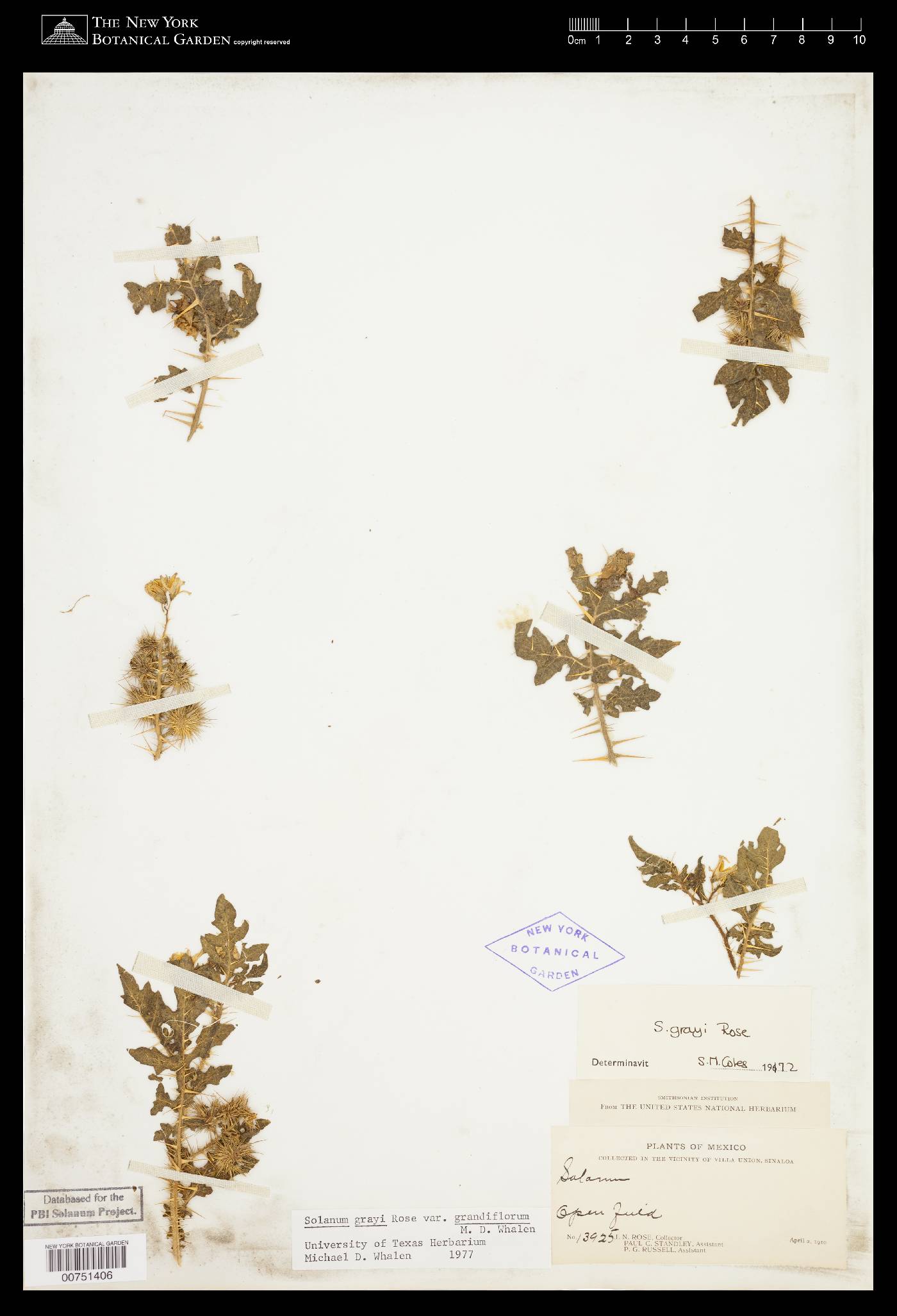 Solanum grayi image