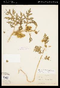 Solanum grayi var. grandiflorum image