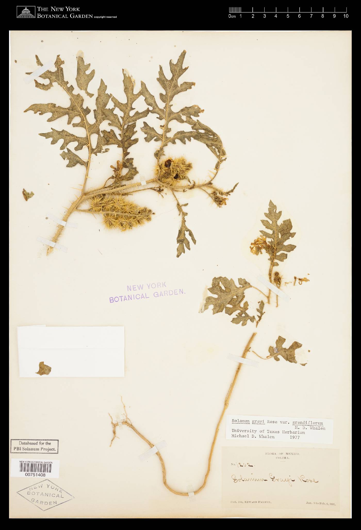 Solanum grayi image