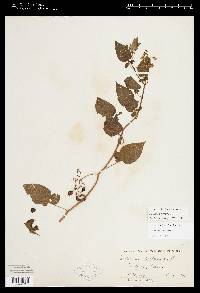 Image Associated With the Occurence