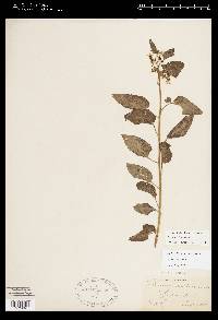Image Associated With the Occurence
