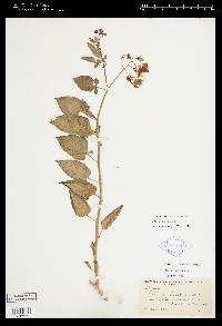 Image Associated With the Occurence
