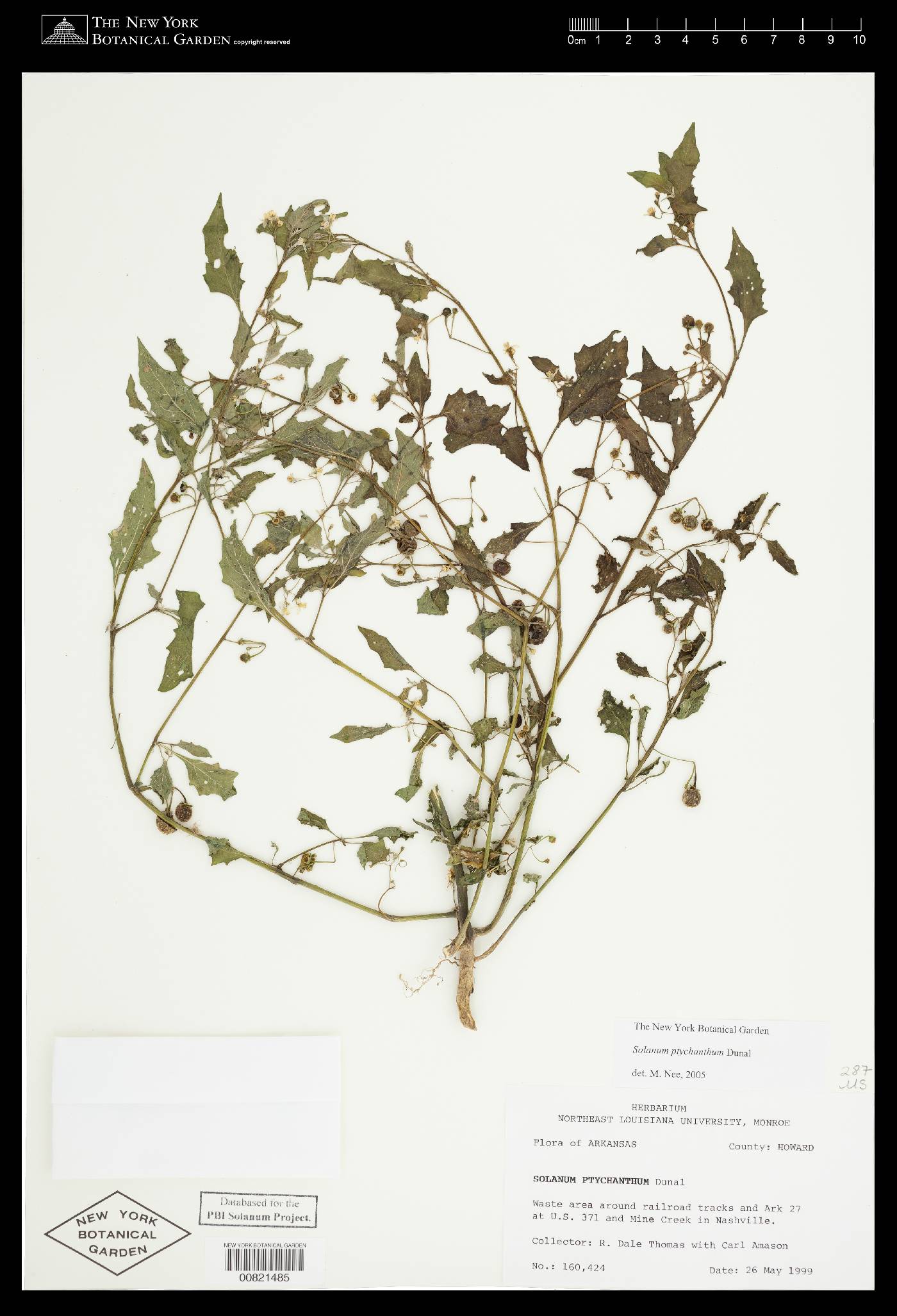 Solanum emulans image