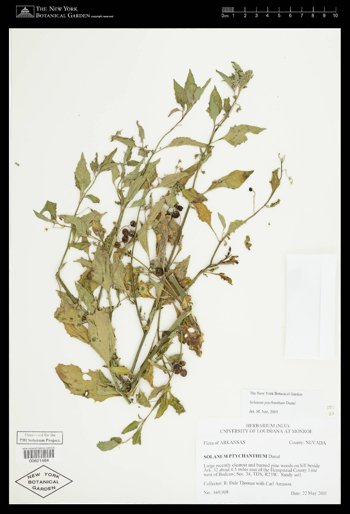 Solanum emulans image