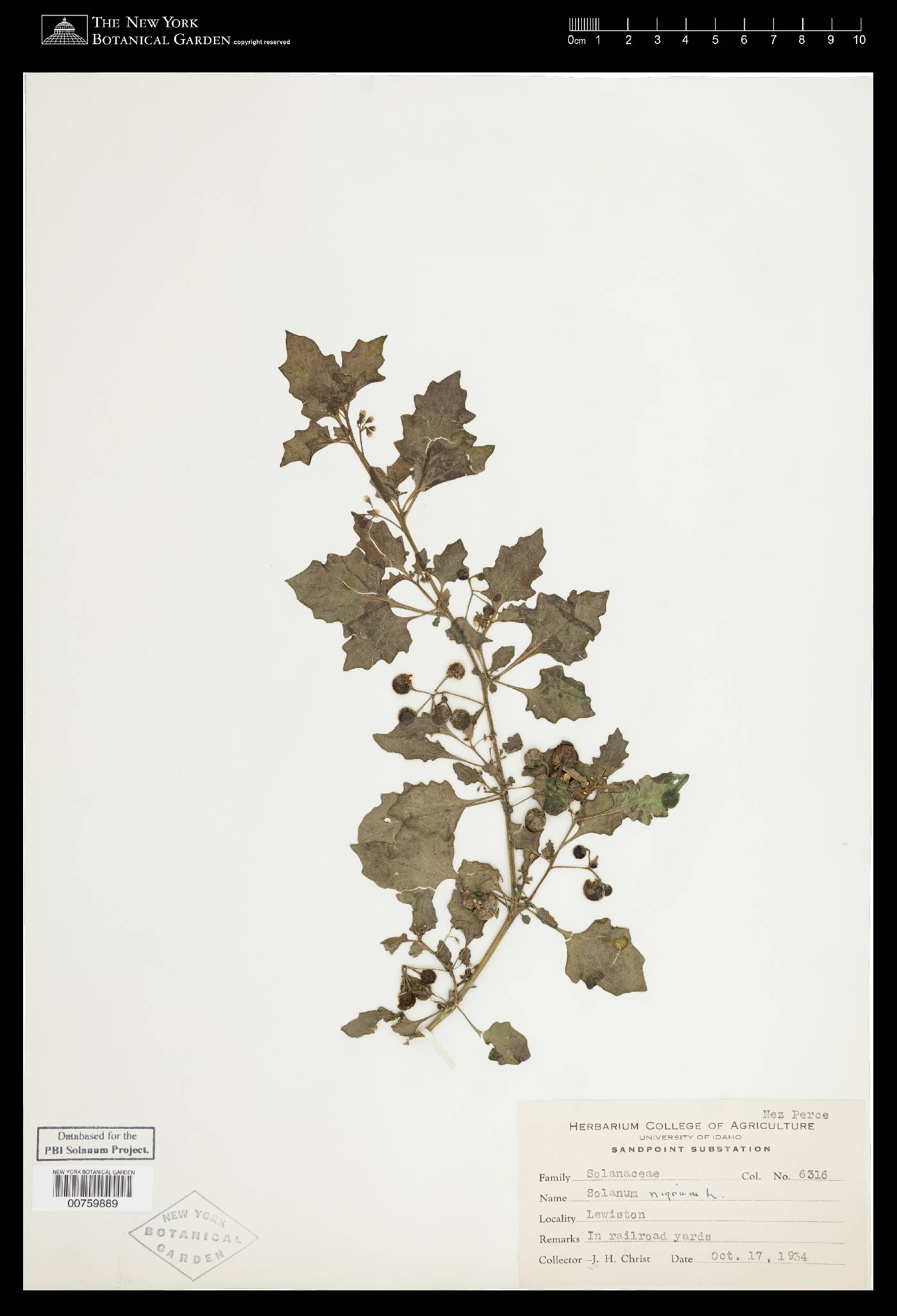 Solanum villosum image
