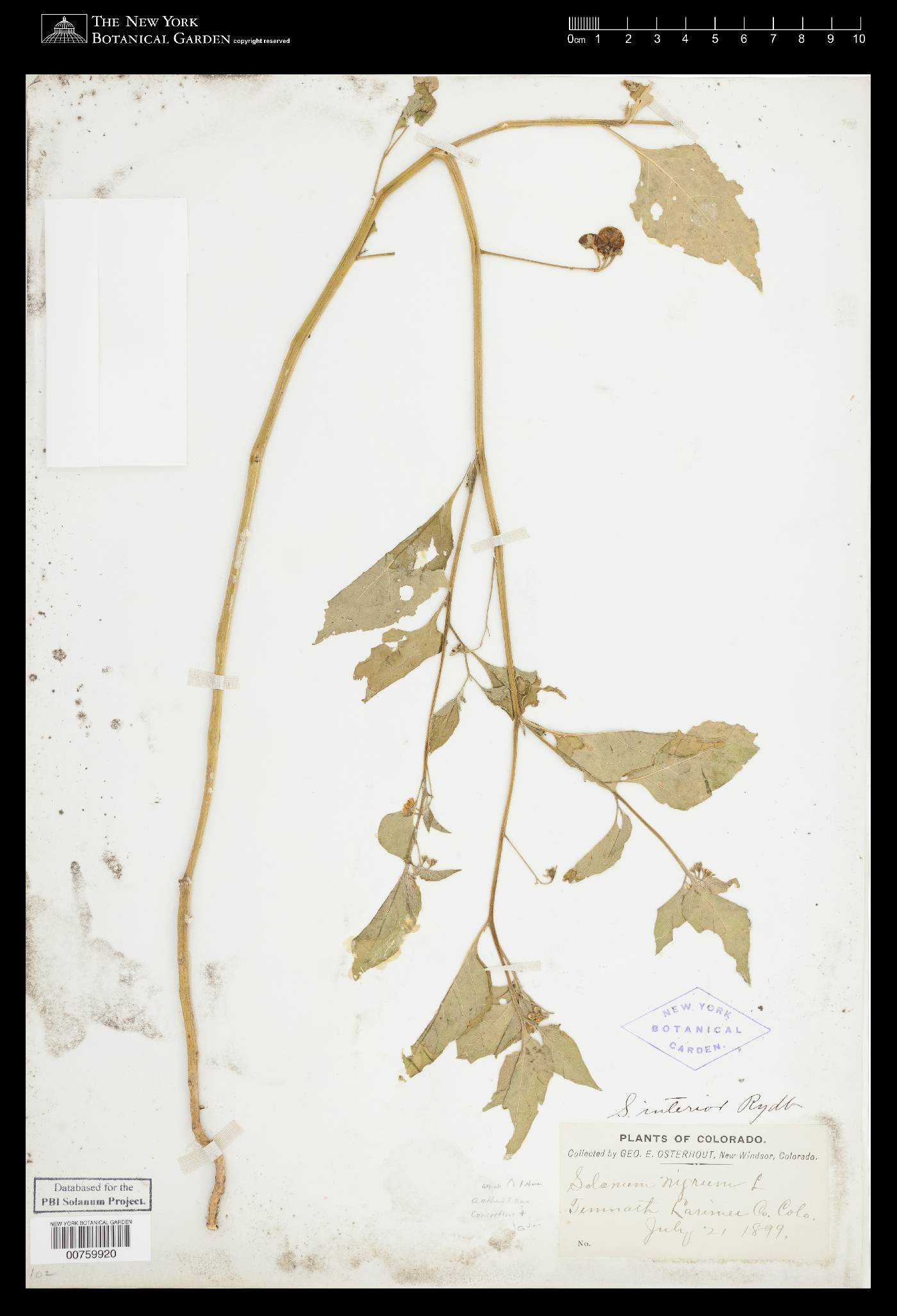 Solanum interius image