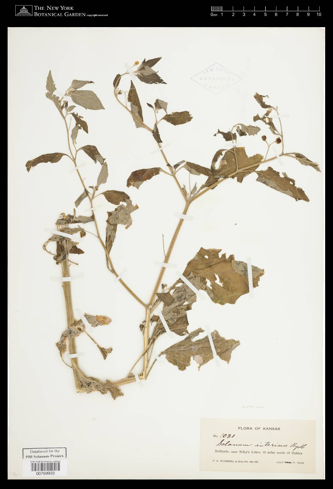 Solanum emulans image
