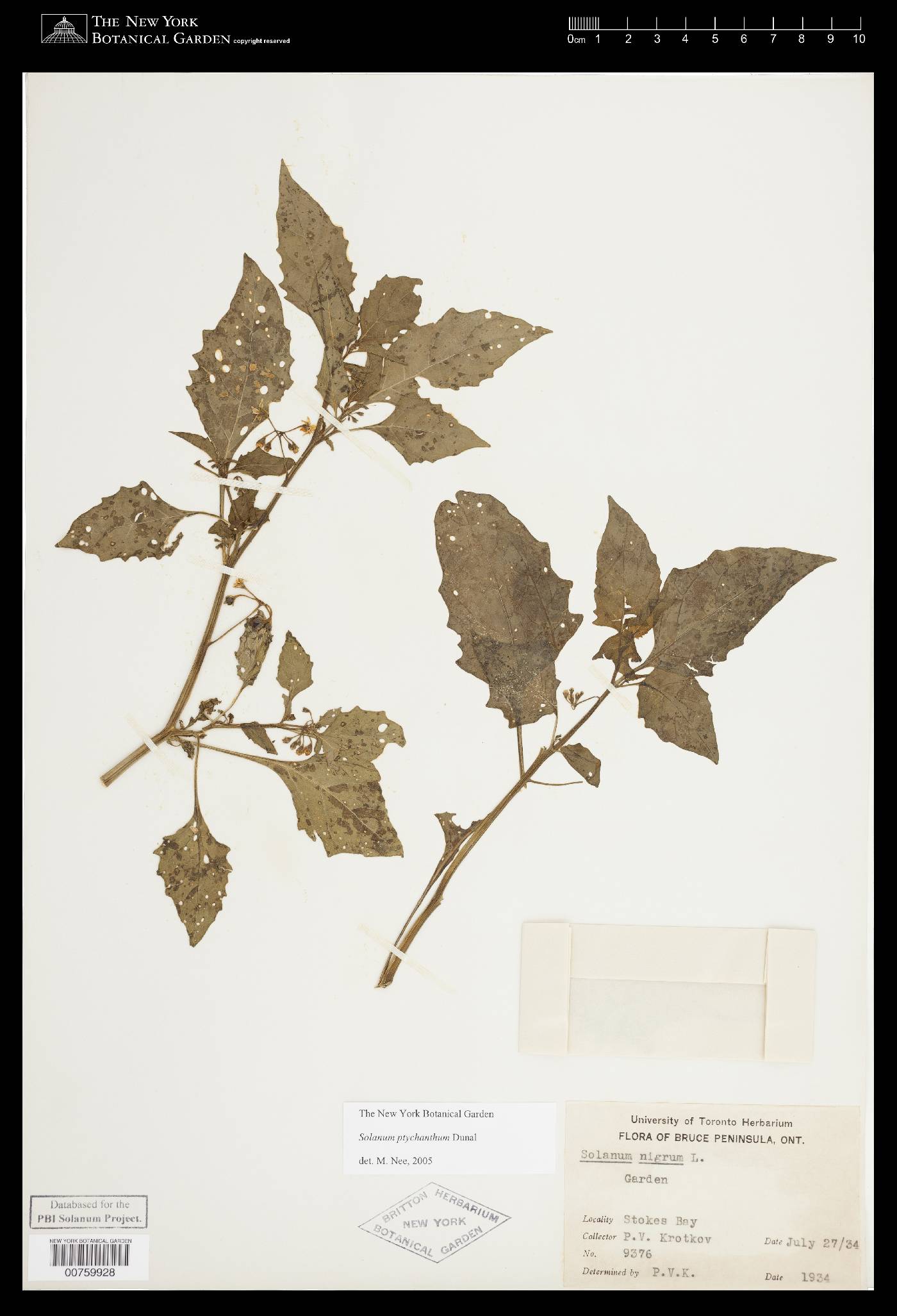 Solanum emulans image