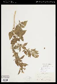 Image Associated With the Occurence