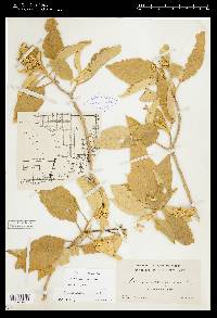 Solanum erianthum image