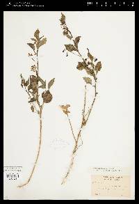 Solanum furcatum image