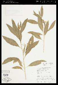Solanum glaucophyllum image