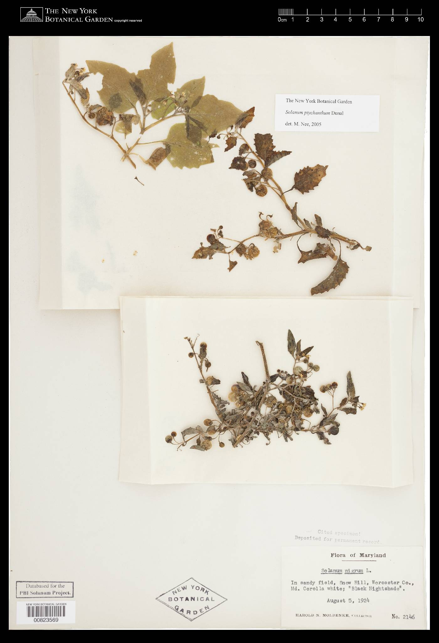 Solanum emulans image