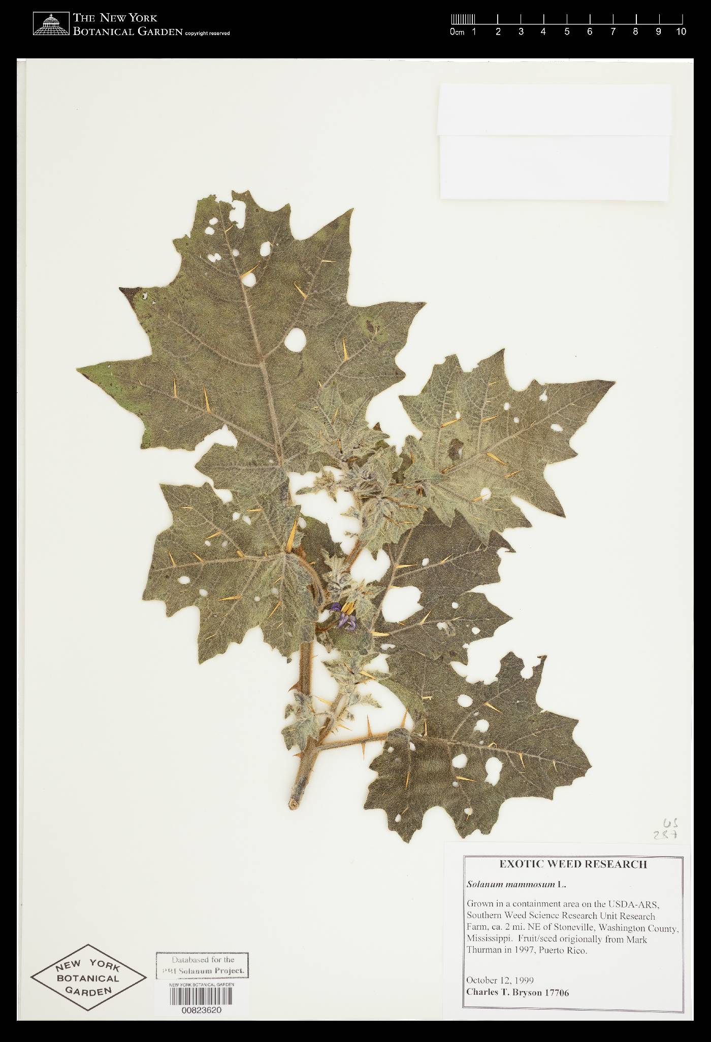 Solanum mammosum image