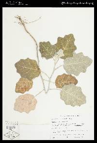 Solanum marginatum image