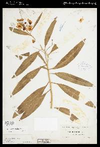 Solanum glaucophyllum image