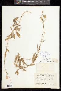 Silene vulgaris image