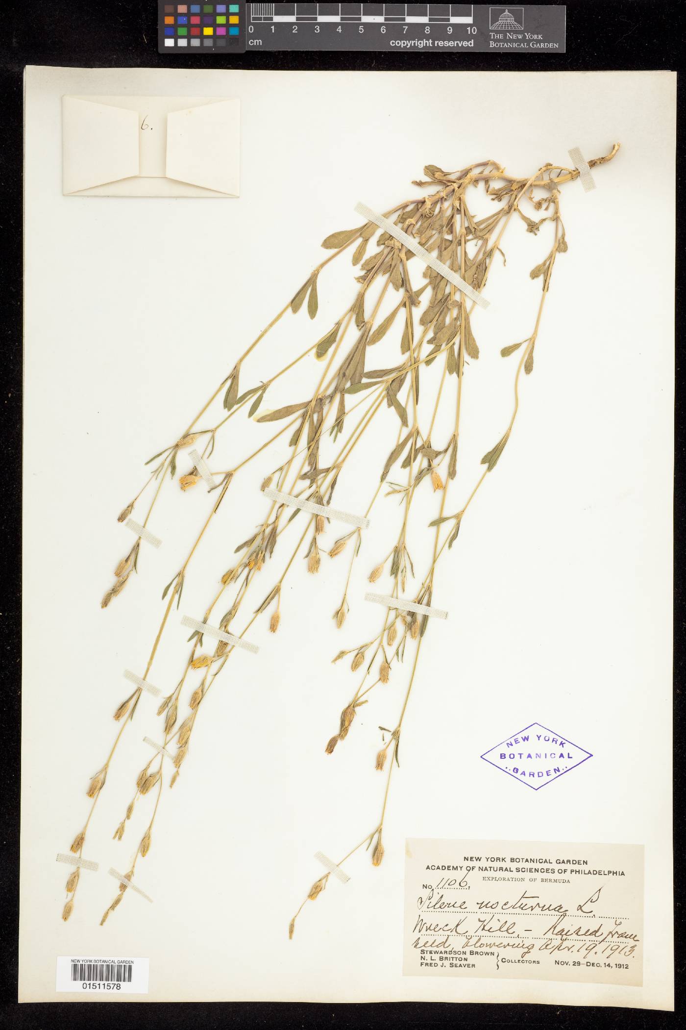 Silene nocturna image