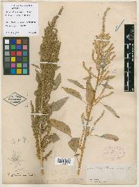 Amaranthus tuberculatus image