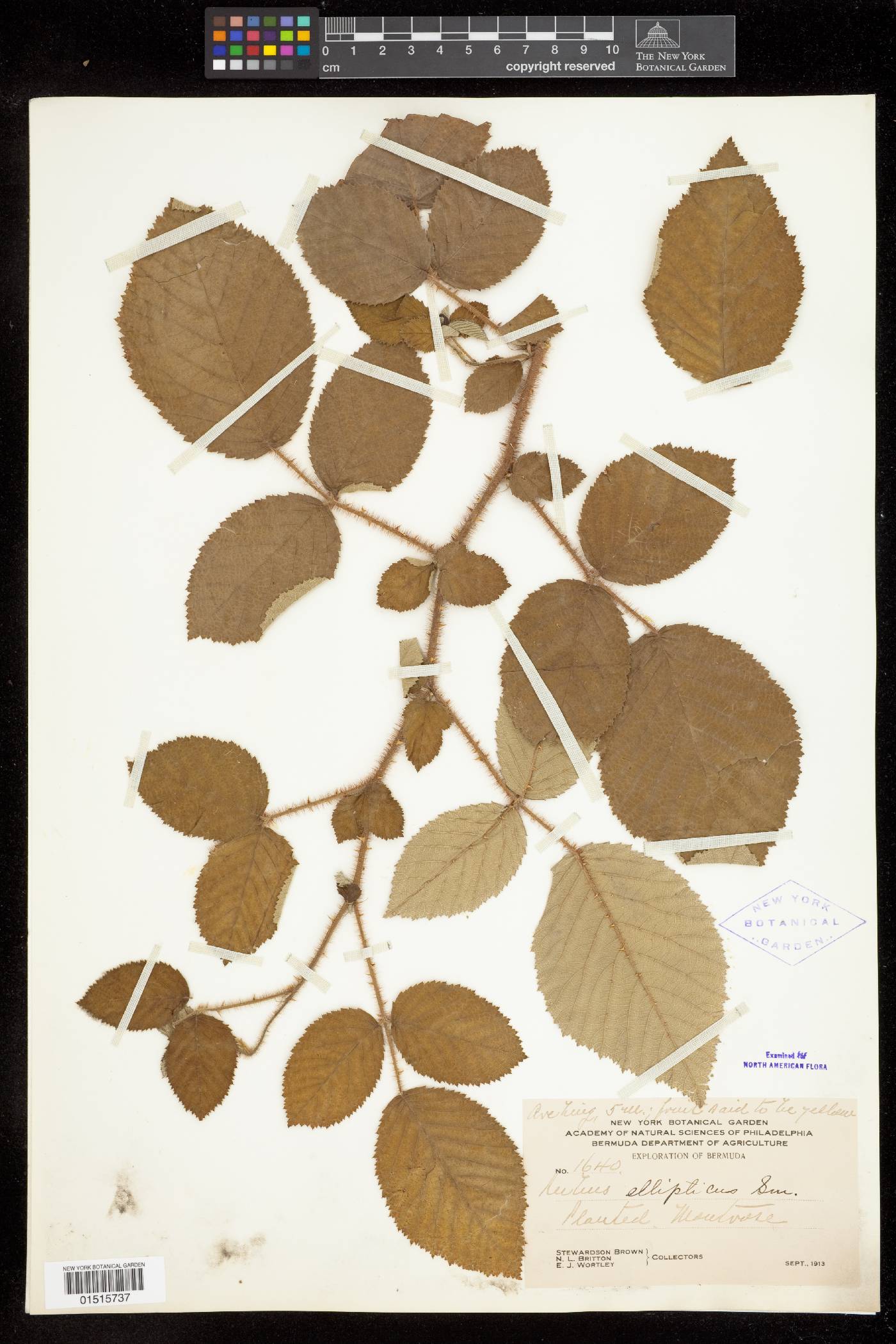 Rubus ellipticus image