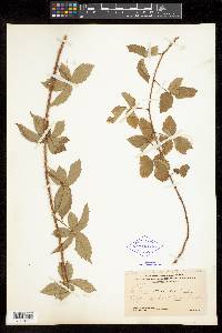 Rubus trivialis image