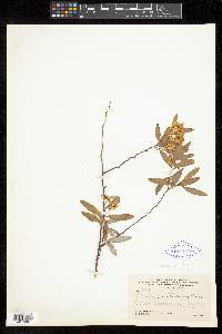 Spiraea cantoniensis image