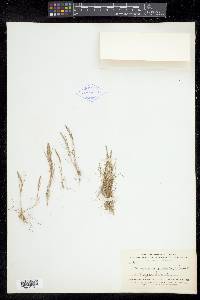 Catapodium rigidum image