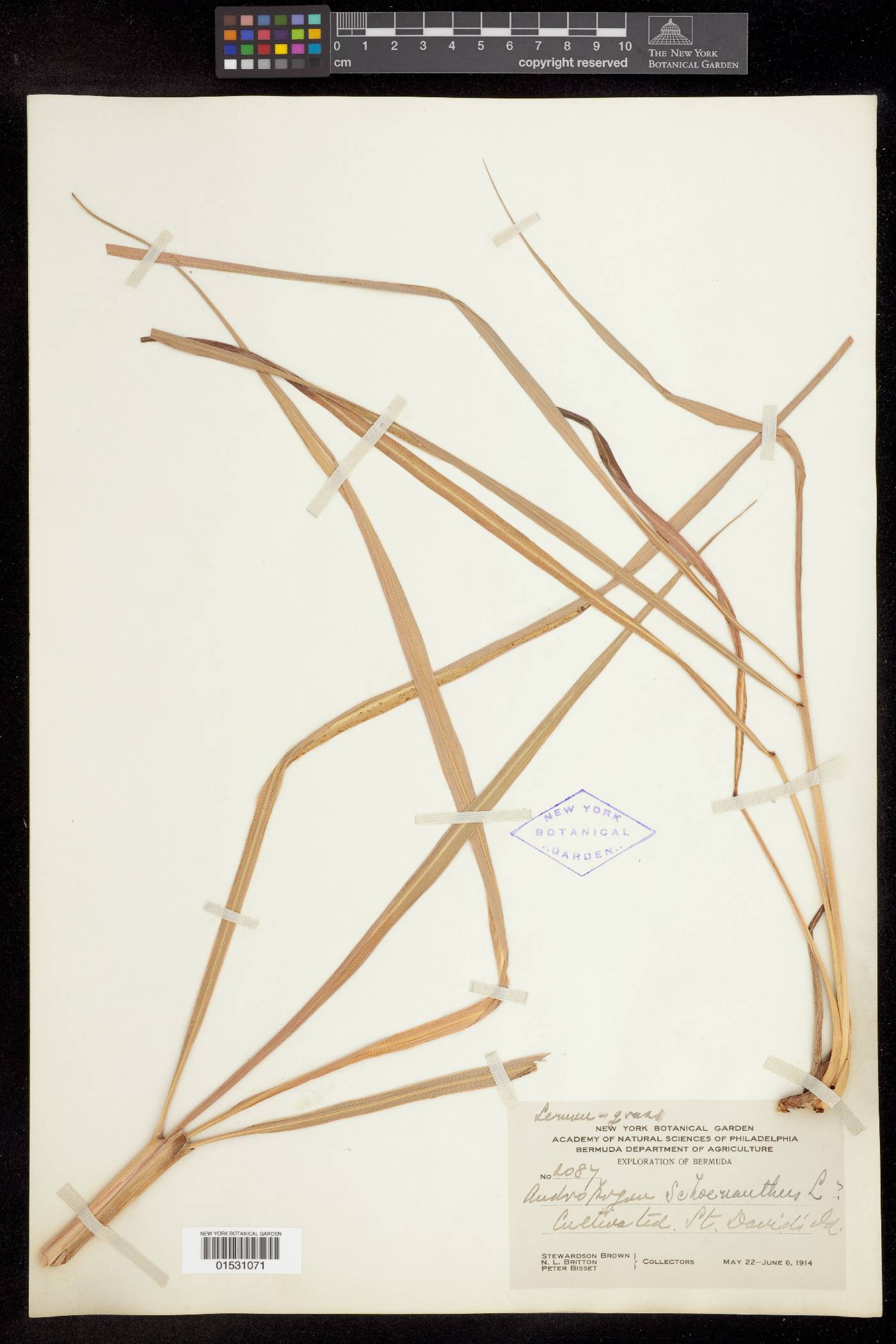 Cymbopogon jwarancusa subsp. olivieri image