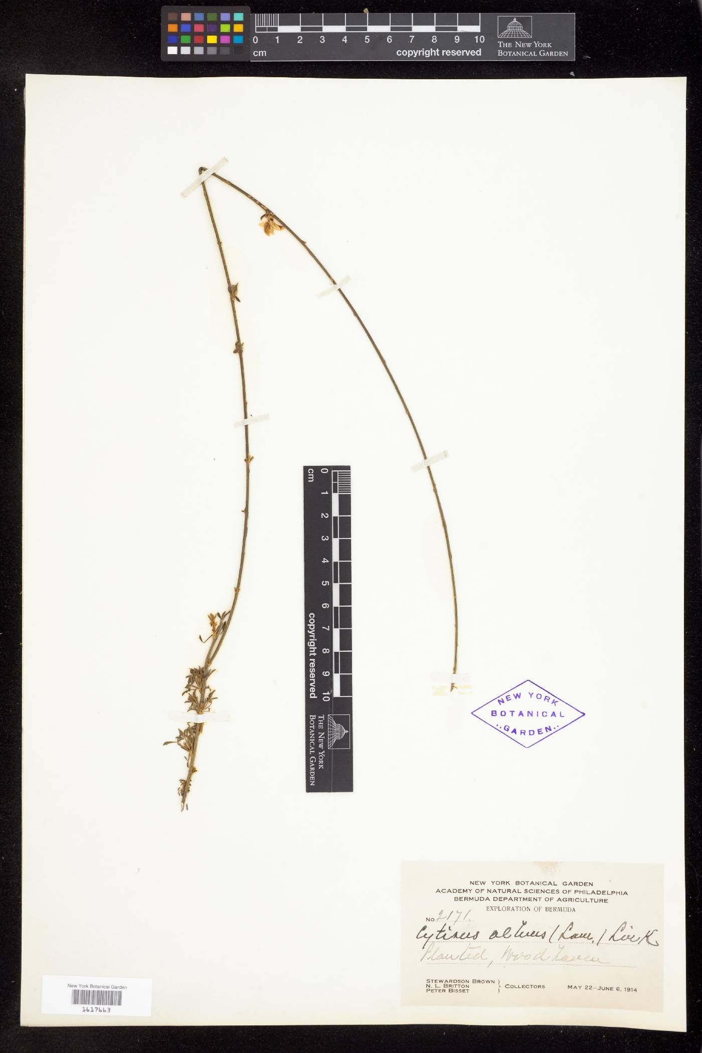 Cytisus albus image