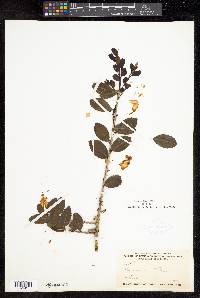 Ilex vomitoria image