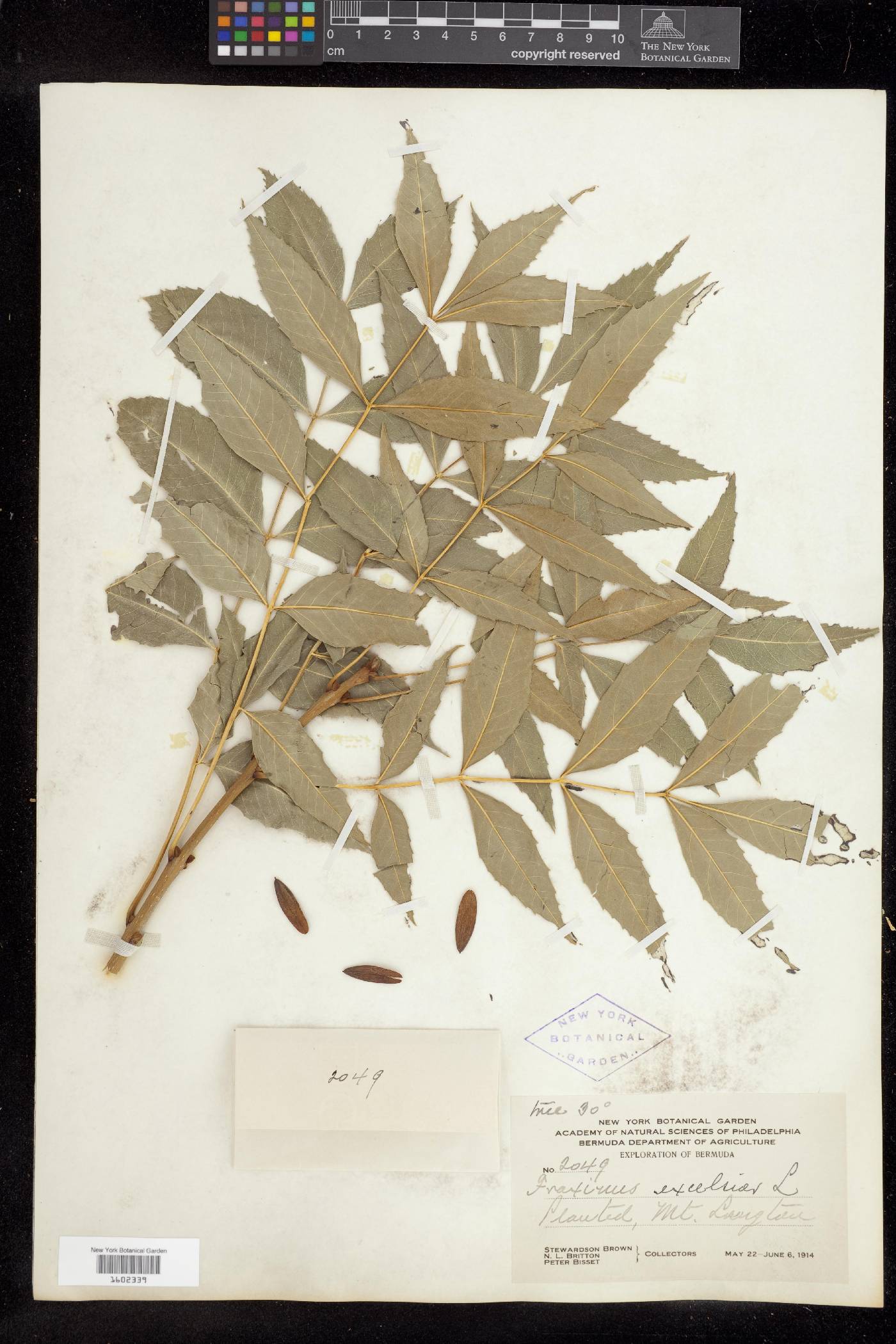 Fraxinus angustifolia image