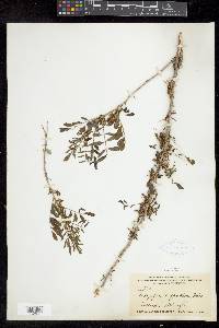 Indigofera suffruticosa image