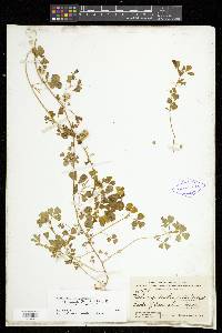 Medicago polymorpha image