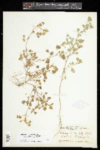 Medicago polymorpha image