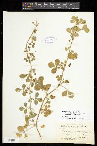 Medicago polymorpha image