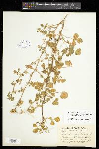 Medicago polymorpha image