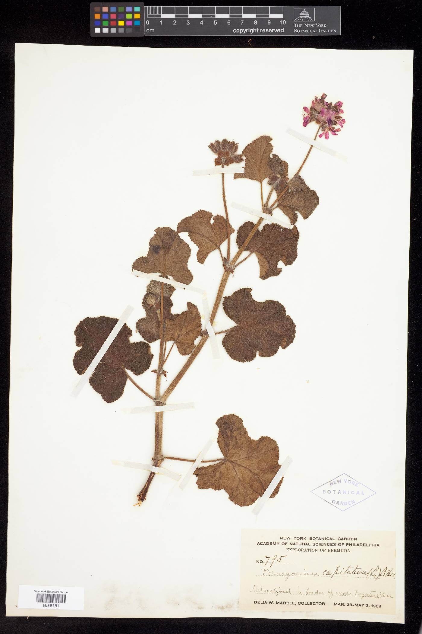 Pelargonium capitatum image