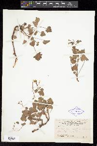 Pelargonium exstipulatum image