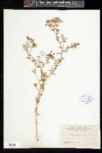 Phlox drummondii image