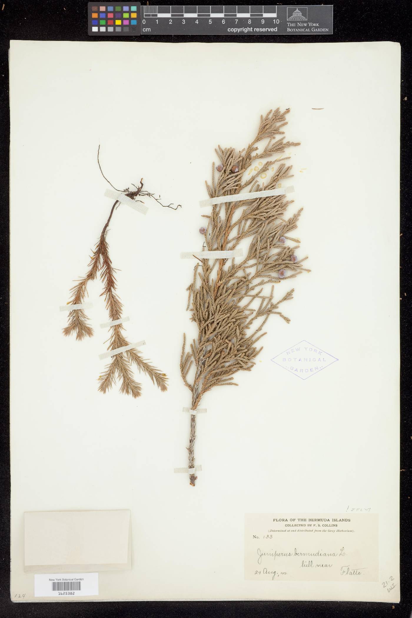 Juniperus bermudiana image