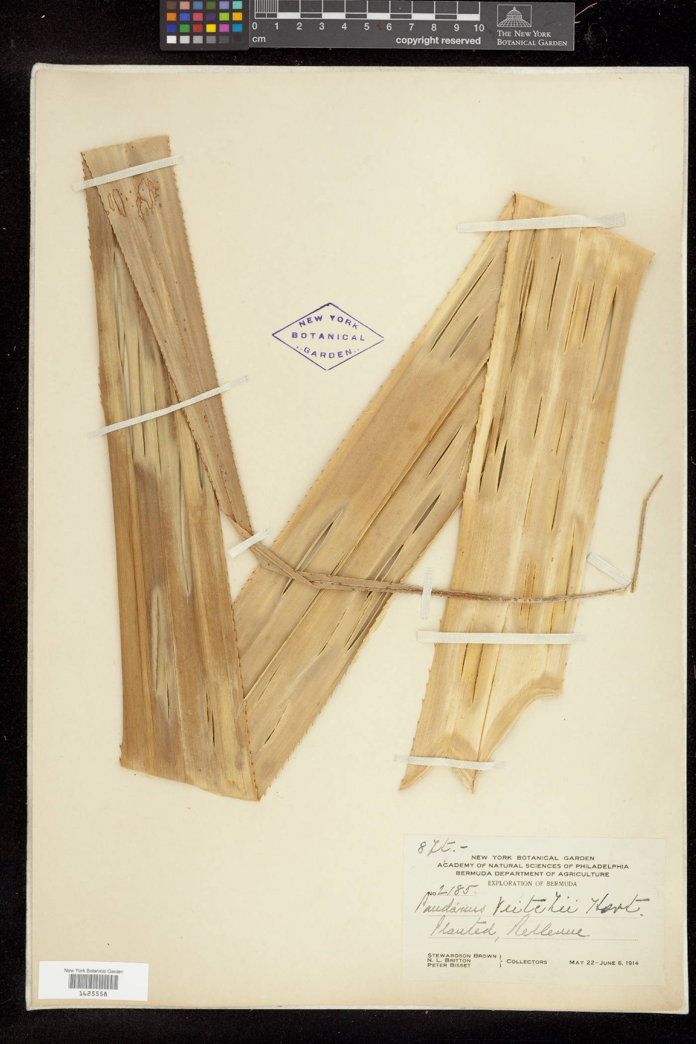 Pandanus tectorius image