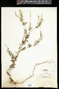 Ambrosia peruviana image