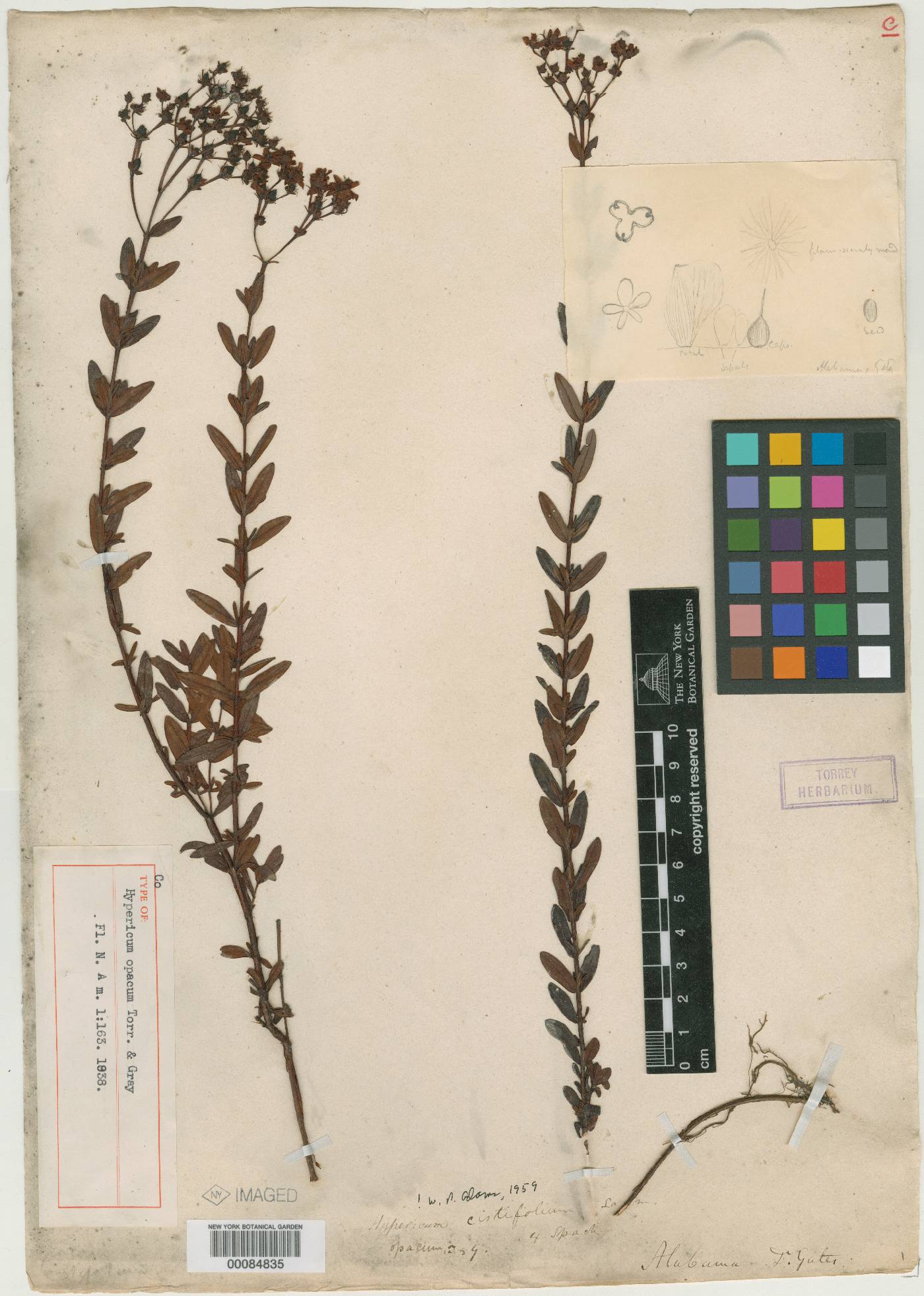 Hypericum opacum image