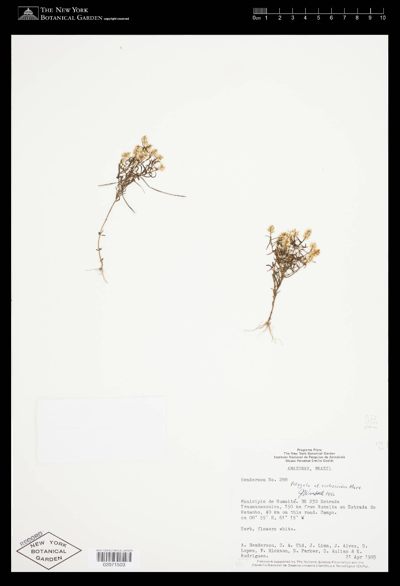 Polygala celosioides image