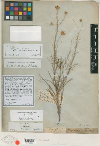 Chrysopsis pinifolia image