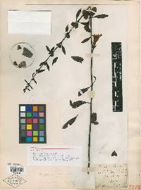 Aureolaria dispersa image