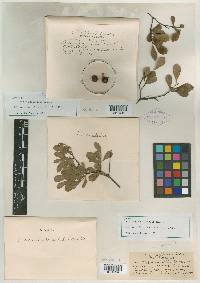 Crataegus uniflora image