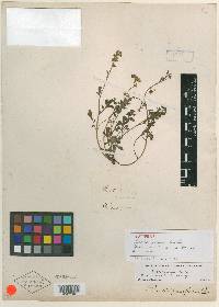 Phacelia pusilla image